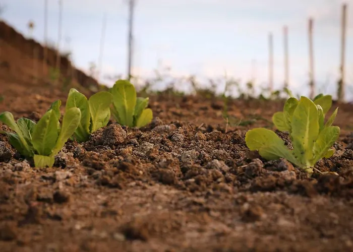 Biocore 2 - Colledoro Bed and Breakfast Giulianova